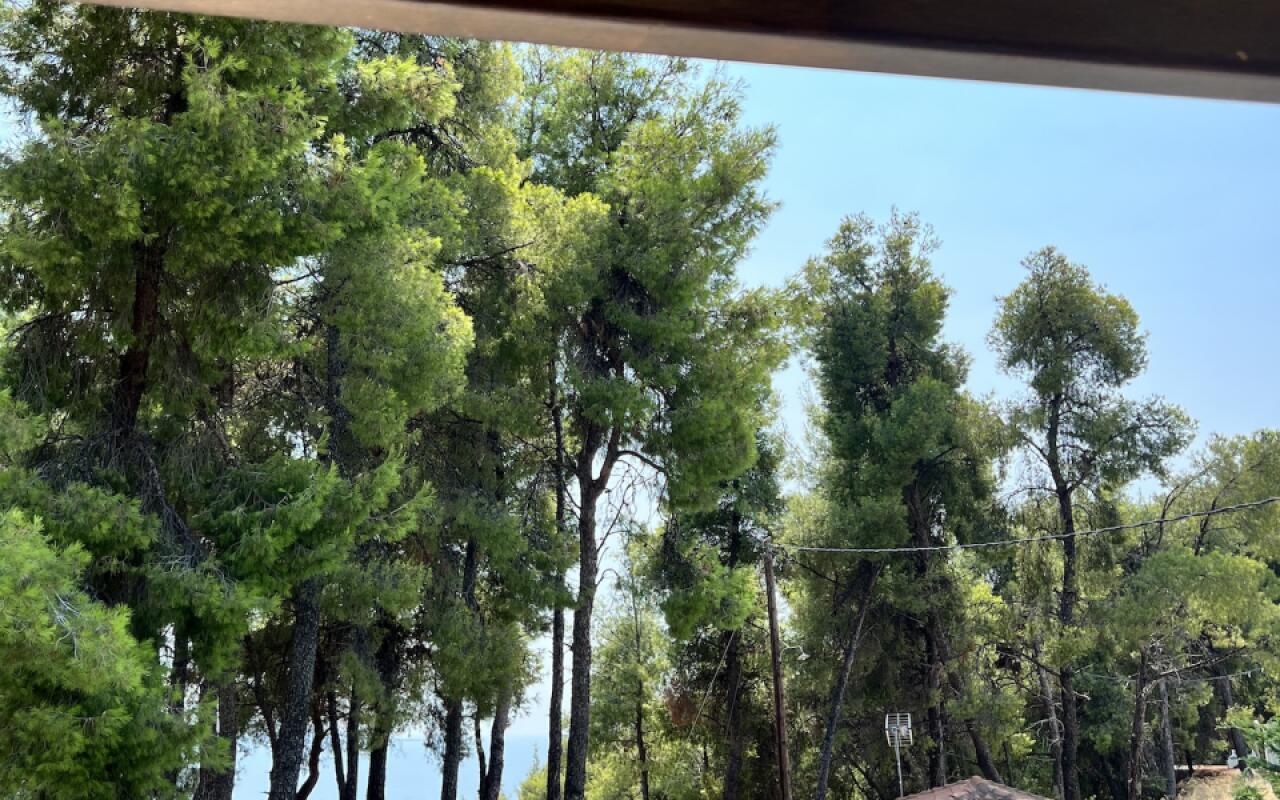 Beyond the Pines Villa, Elani